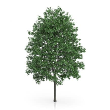 Common Hornbeam Tree (Carpinus betulus) 14.5m