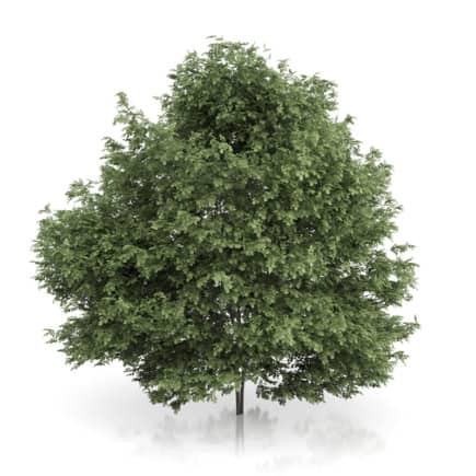 Common Hazel Tree (Corylus avellana) 4.6m