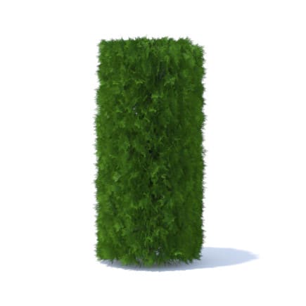 Cylindrical Thuja Hedge 3D Model