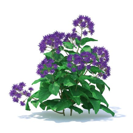 Thistle 3D Model