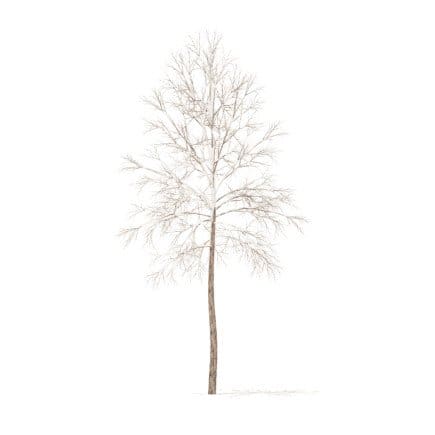River Birch with Snow 3D Model 3.2m