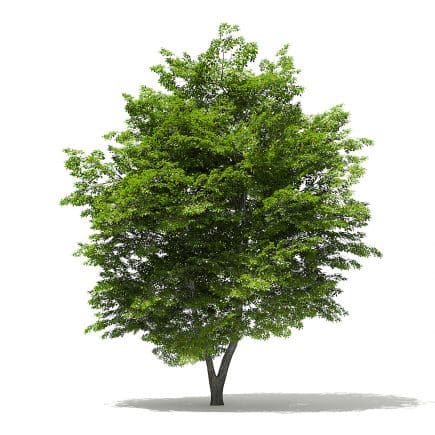 Scotch Elm 3D Model 9m