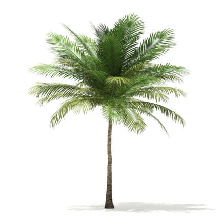 Coconut Palm Tree 3D Model 6m