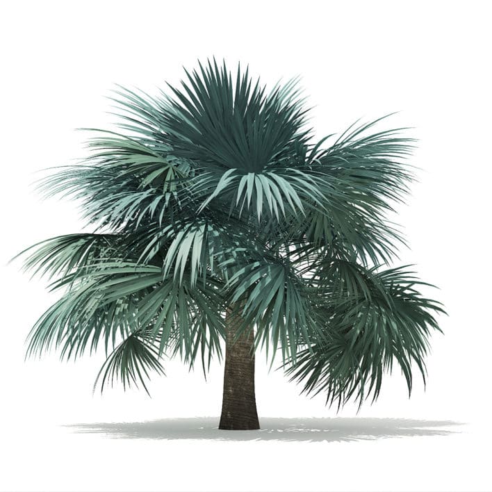 Silver Fan Palm Tree 3D Model 3.9m