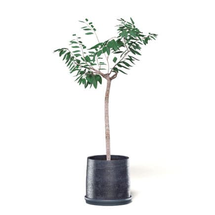 Small Tree 3D Model in Black Pot