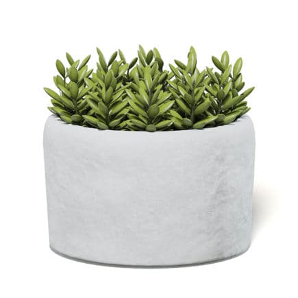 Plant in Stone Pot 3D Model