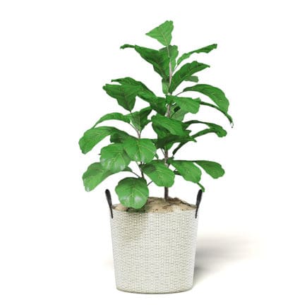 Fig Plant 3D Model in Wicker Basket
