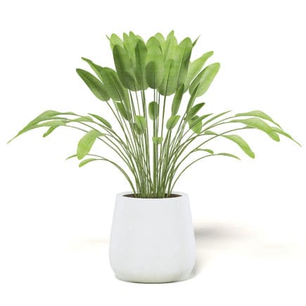 Plant 3D Model in White Pot