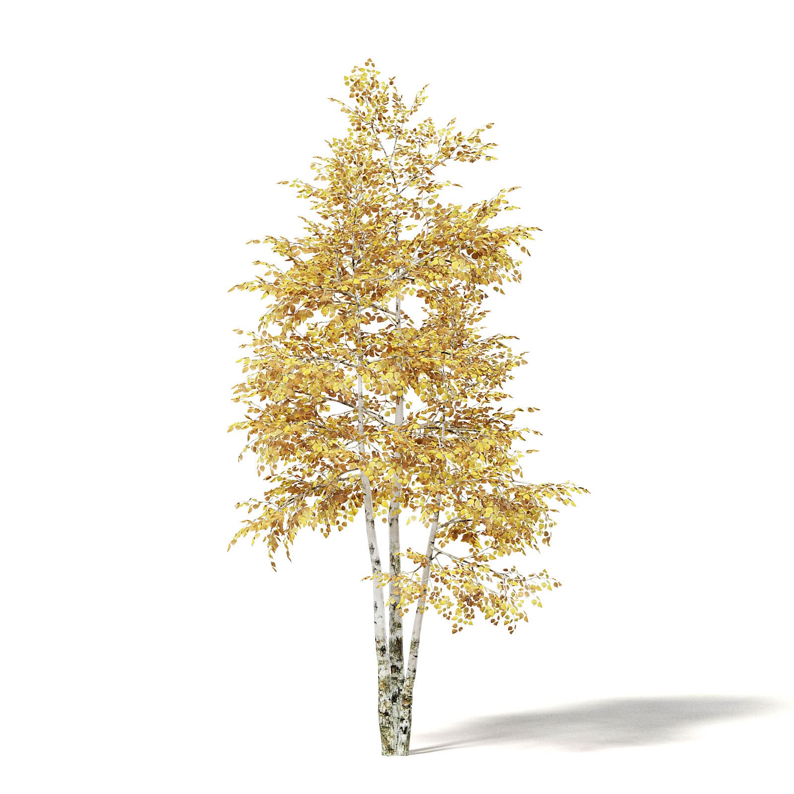 silver birch - 3D model by Jamlu69 [74450e8] - Sketchfab