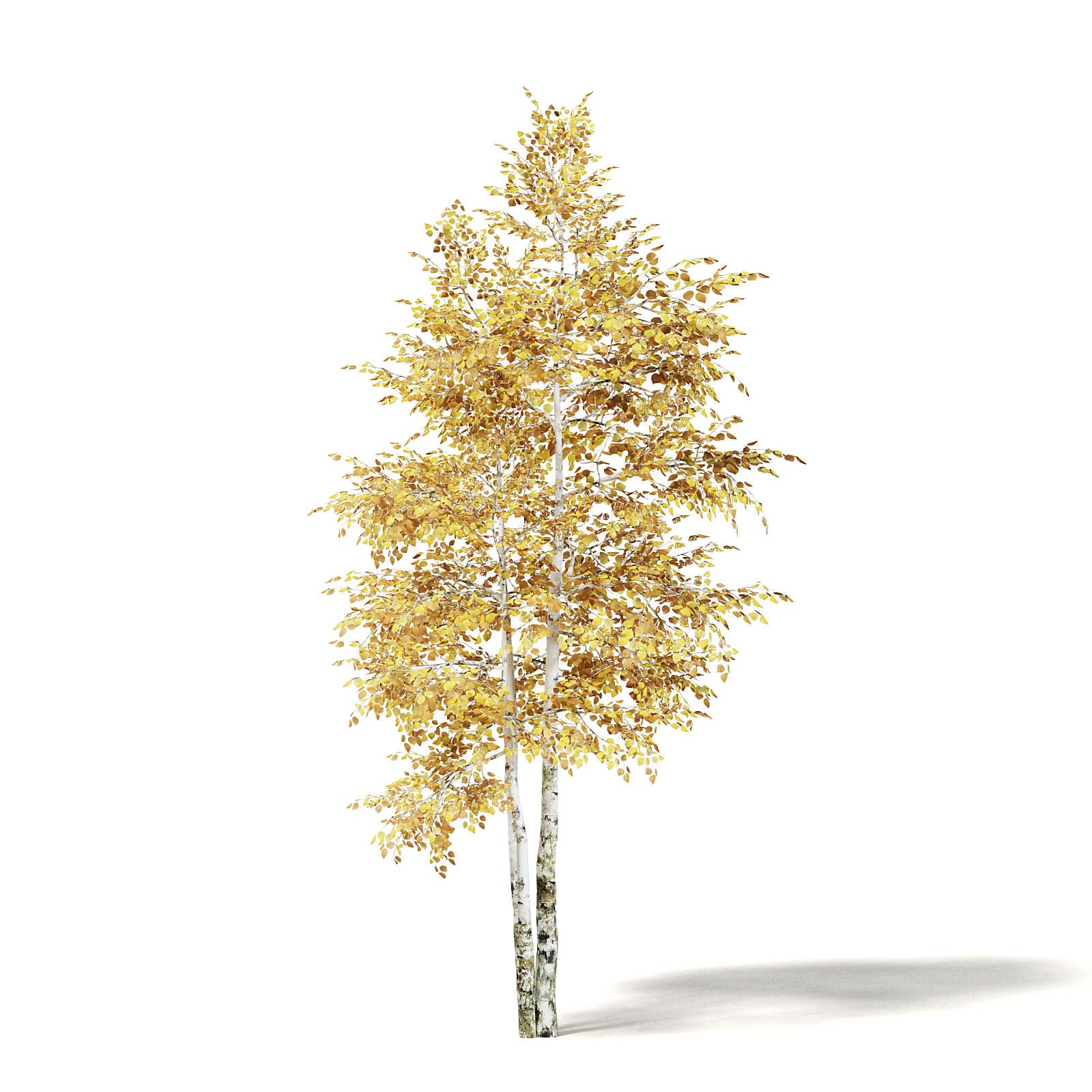 silver birch - 3D model by Jamlu69 [74450e8] - Sketchfab