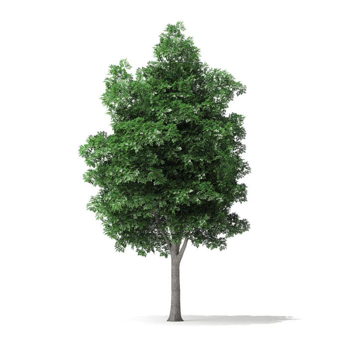White Ash Tree 3D Model 7.4m