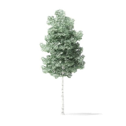 Quaking Aspen Tree 3D Model 3.7m