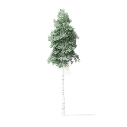 Quaking Aspen Tree 3D Model 8m