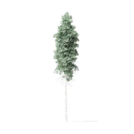 Quaking Aspen Tree 3D Model 10.5m