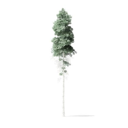 Quaking Aspen Tree 3D Model 11m