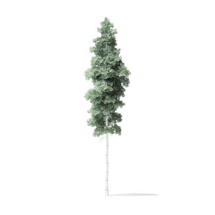 Quaking Aspen Tree 3D Model 12.7m