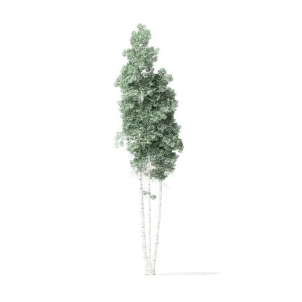 Quaking Aspen Tree 3D Model 11.7m