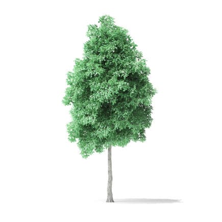 American Basswood Tree 3D Model 6m