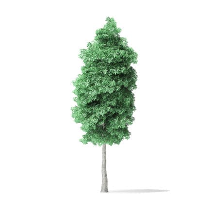 American Basswood Tree 3D Model 10.3m