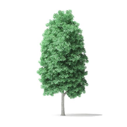 American Basswood Tree 3D Model 10m