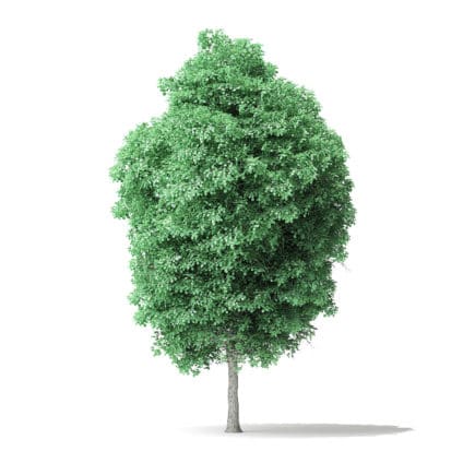 American Basswood Tree 3D Model 8.5m