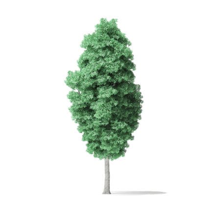 American Basswood Tree 3D Model 14.3m