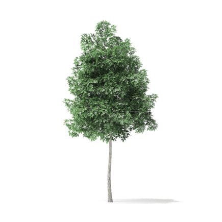 Boxelder Maple Tree 3D Model 4m