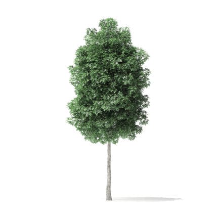 Boxelder Maple Tree 3D Model 5.4m