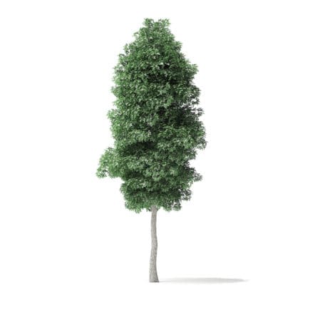 Boxelder Maple Tree 3D Model 6.2m