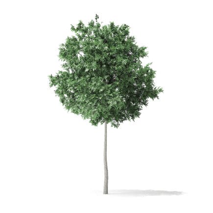 Boxelder Maple Tree 3D Model 5.8m