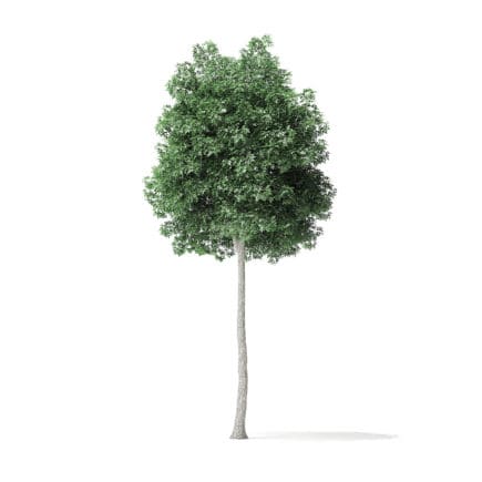 Boxelder Maple Tree 3D Model 7.6m