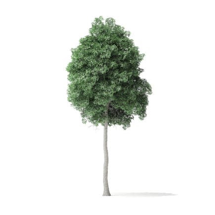 Boxelder Maple Tree 3D Model 8.8m