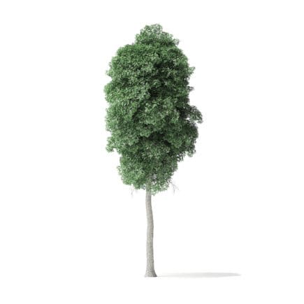 Boxelder Maple Tree 3D Model 11m