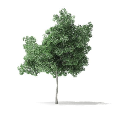Boxelder Maple Tree 3D Model 5.6m