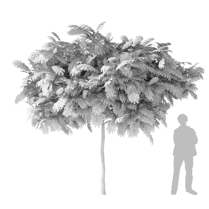 Silk Tree 3d model