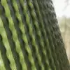 Cactus (6074) - Image 2