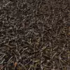 Dry Forest Ground (6057) - Image 2