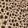 Porous Rock (6054) - Image 2