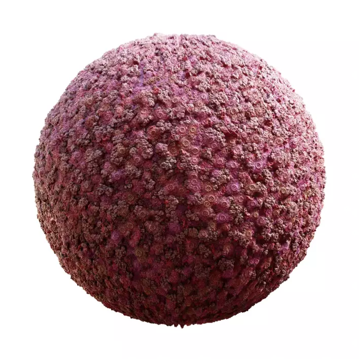 Purple Coral Reef (5977)