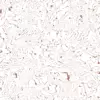 Blue And Copper Marble (6103) - Image 12