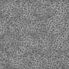 Coffee Beans (6152) - Image 12