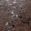 Mud With Footprints And Water (6175) - Image 2