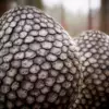 Dragon Egg (6244) - Image 2