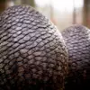 Dragon Egg (6245) - Image 2