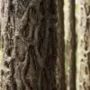 Fig Tree Bark (6241) - Image 2