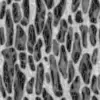 Fig Tree Bark (6241) - Image 6