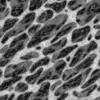 Fig Tree Bark (6242) - Image 6