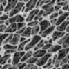 Fig Tree Bark (6243) - Image 6