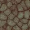 Infected Skin (6248) - Image 4