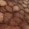 Infected Skin (6249) - Image 2